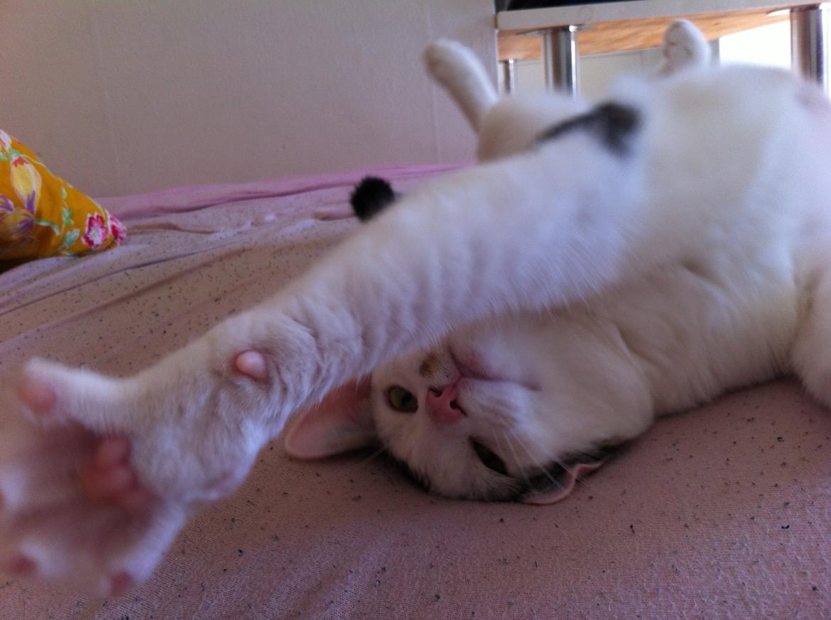 Huskat Nala billede 15