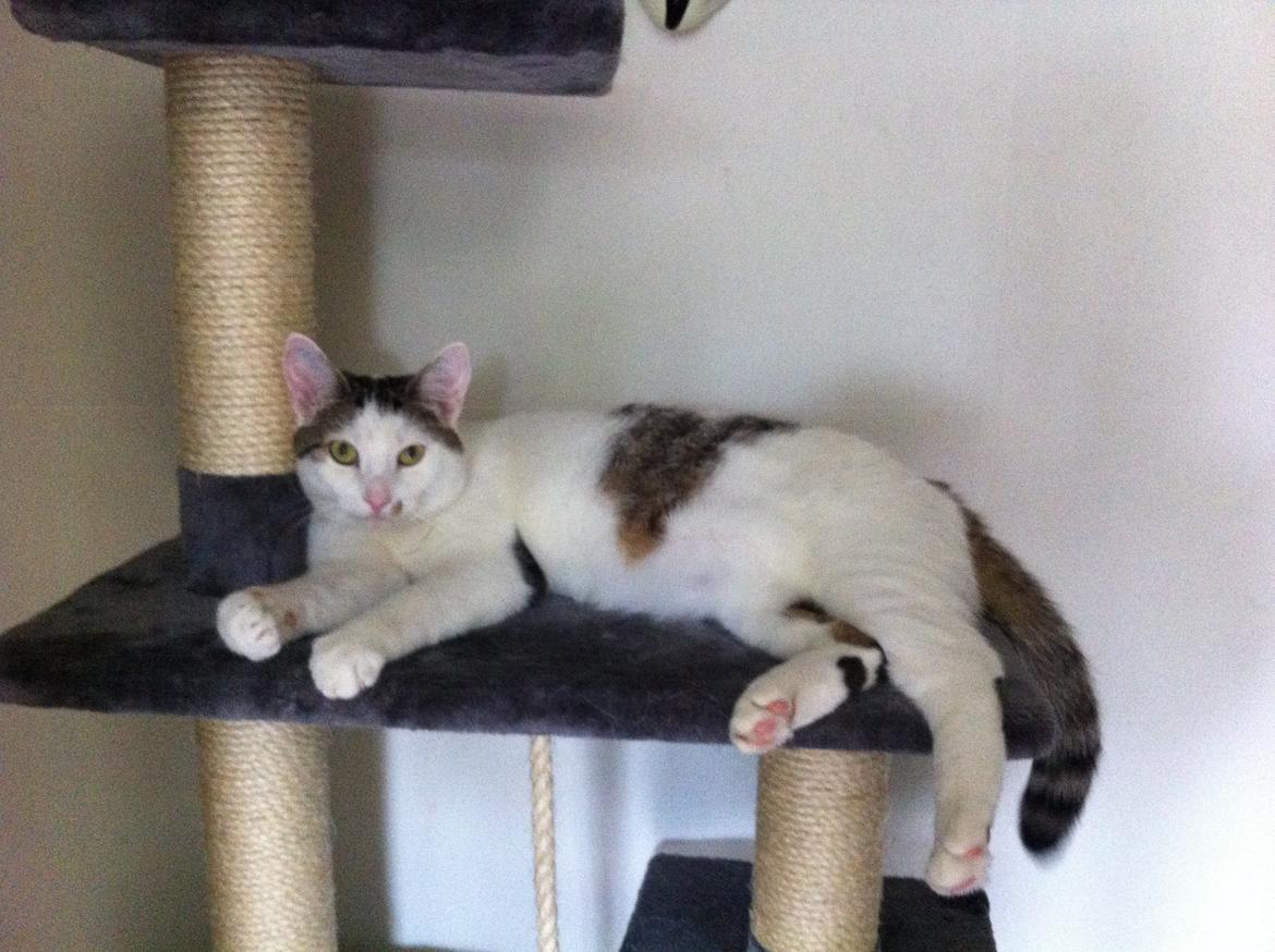 Huskat Nala billede 16