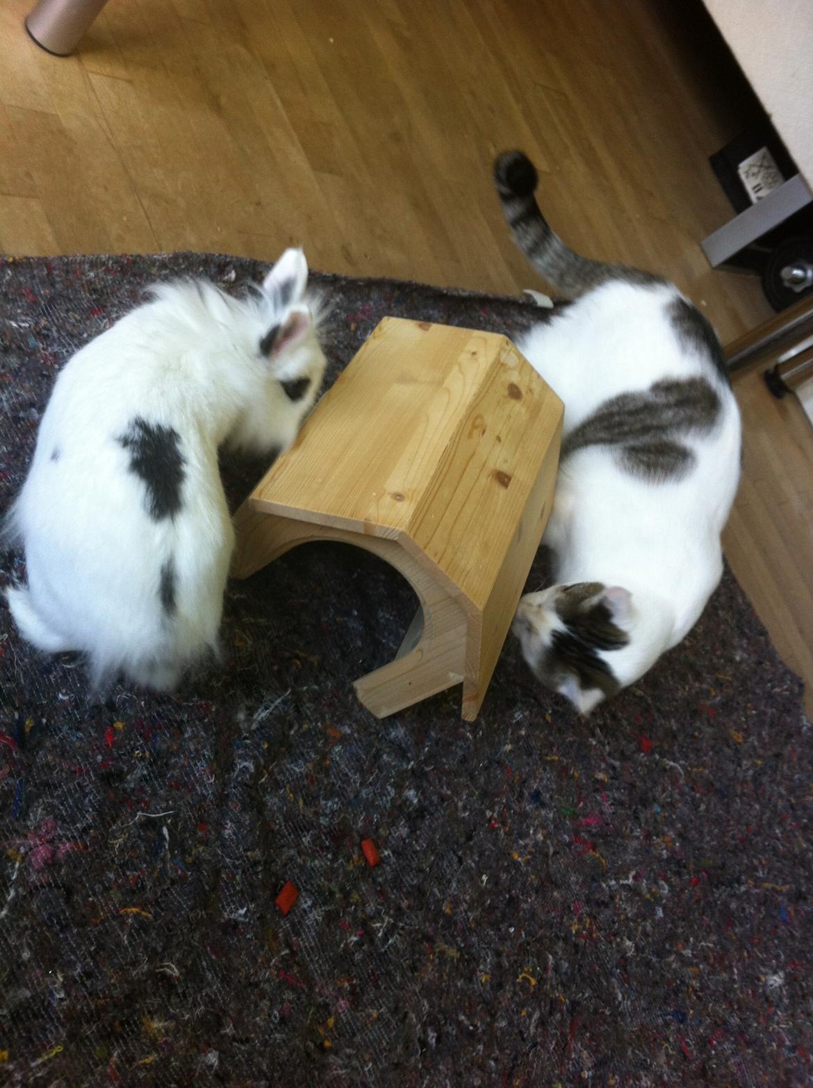 Huskat Nala billede 17