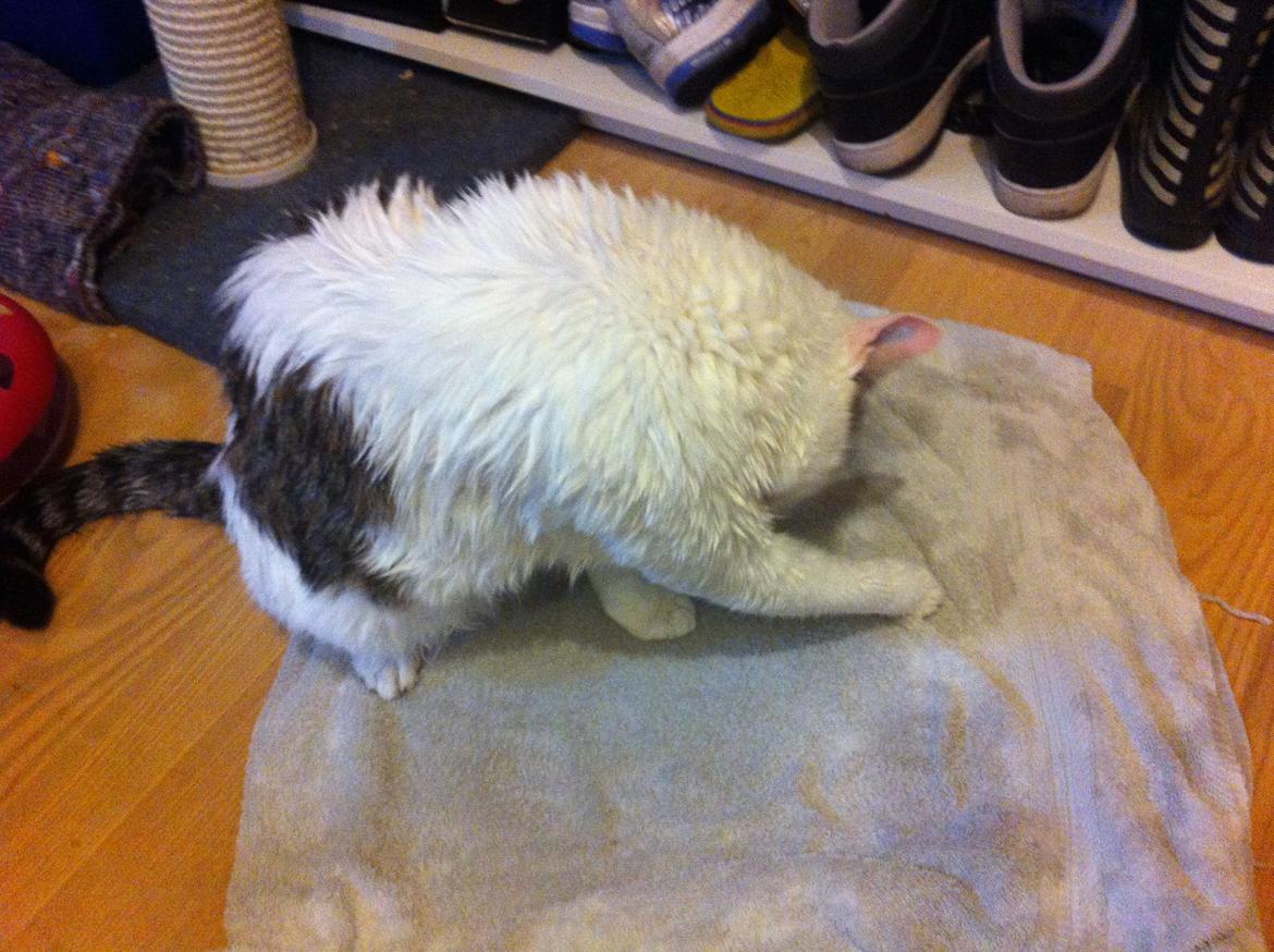 Huskat Nala billede 18