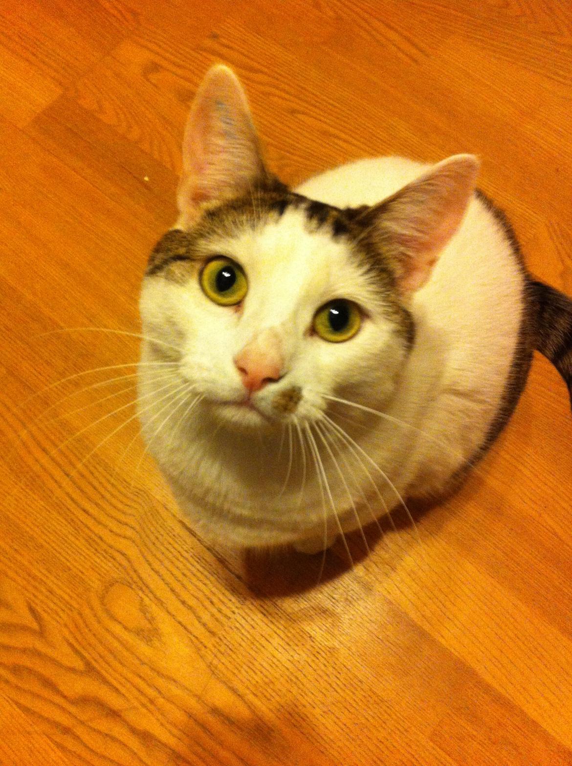 Huskat Nala billede 1