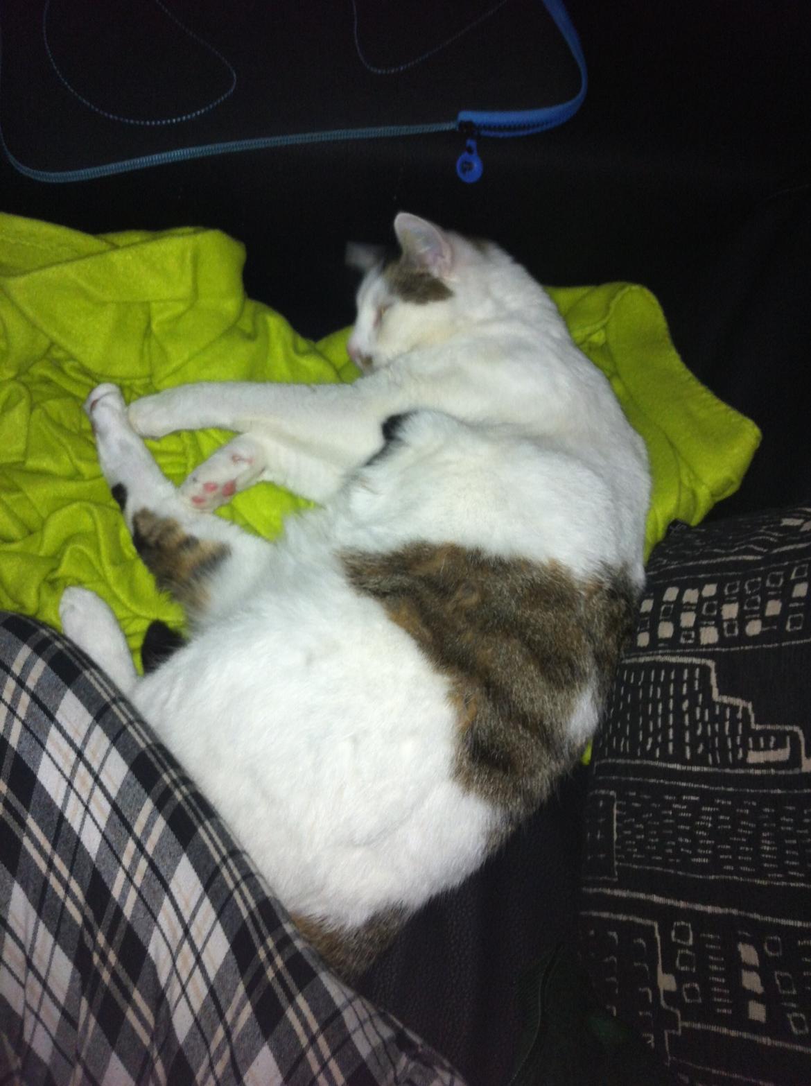 Huskat Nala billede 19