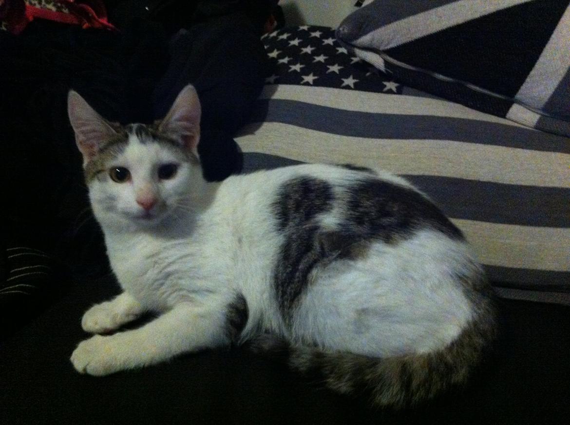 Huskat Nala billede 21