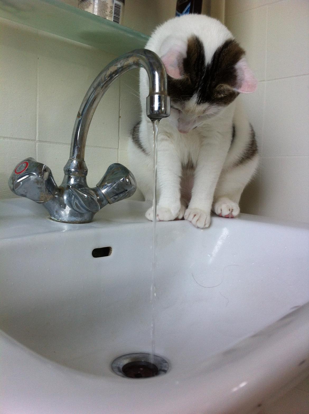 Huskat Nala billede 20