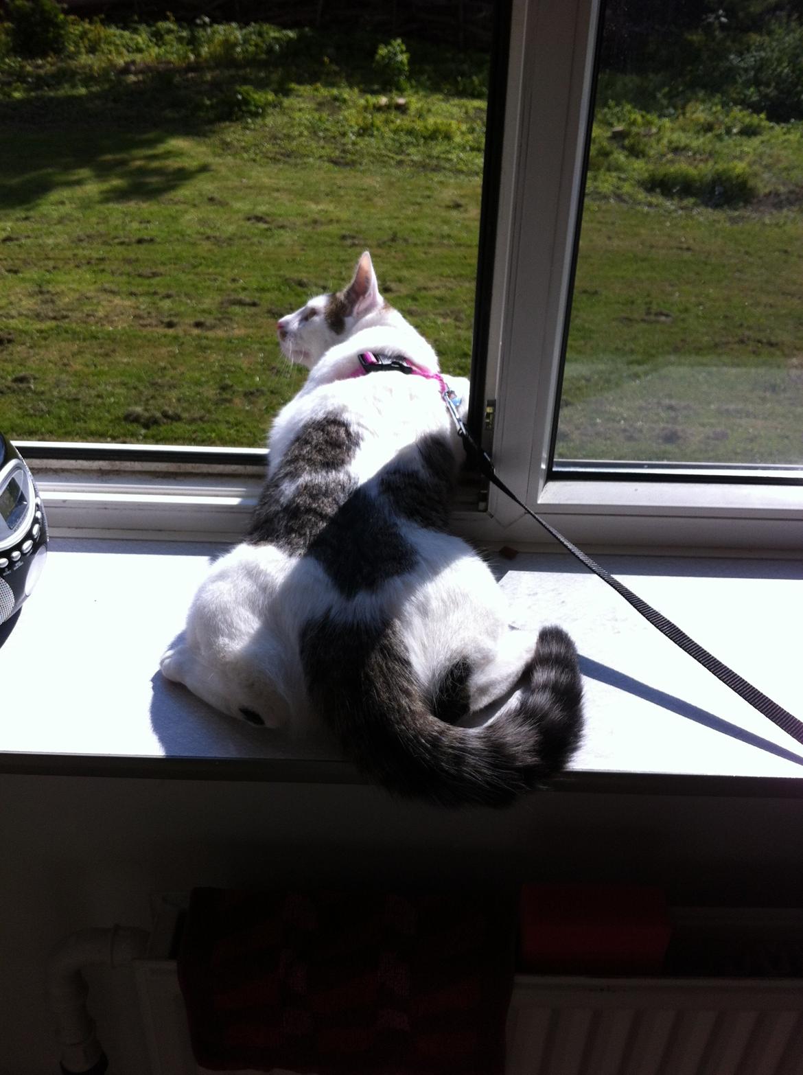 Huskat Nala billede 24