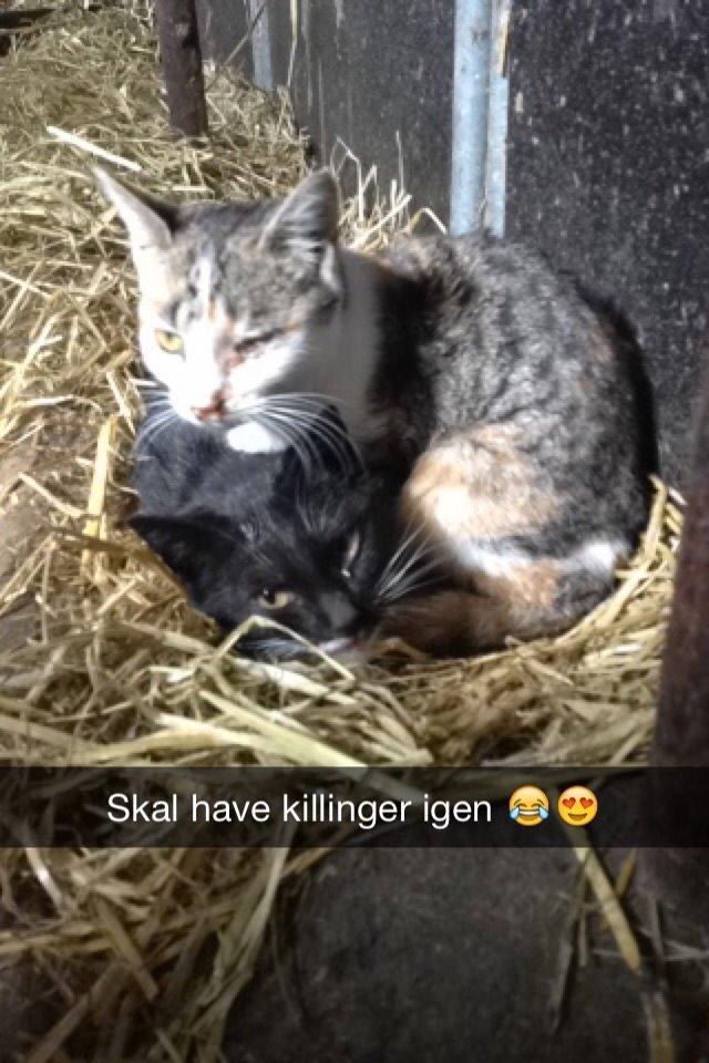 Huskat Smilla - Hjælper mor med at få killinger billede 12