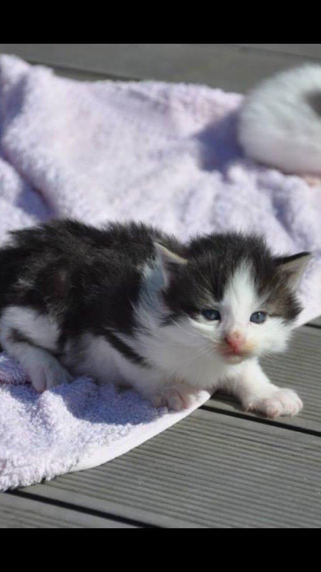 Norsk Skovkat Covo billede 2