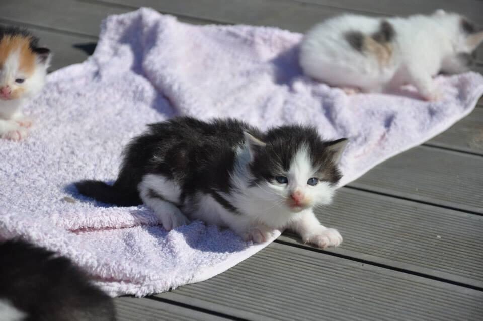 Norsk Skovkat Covo billede 3