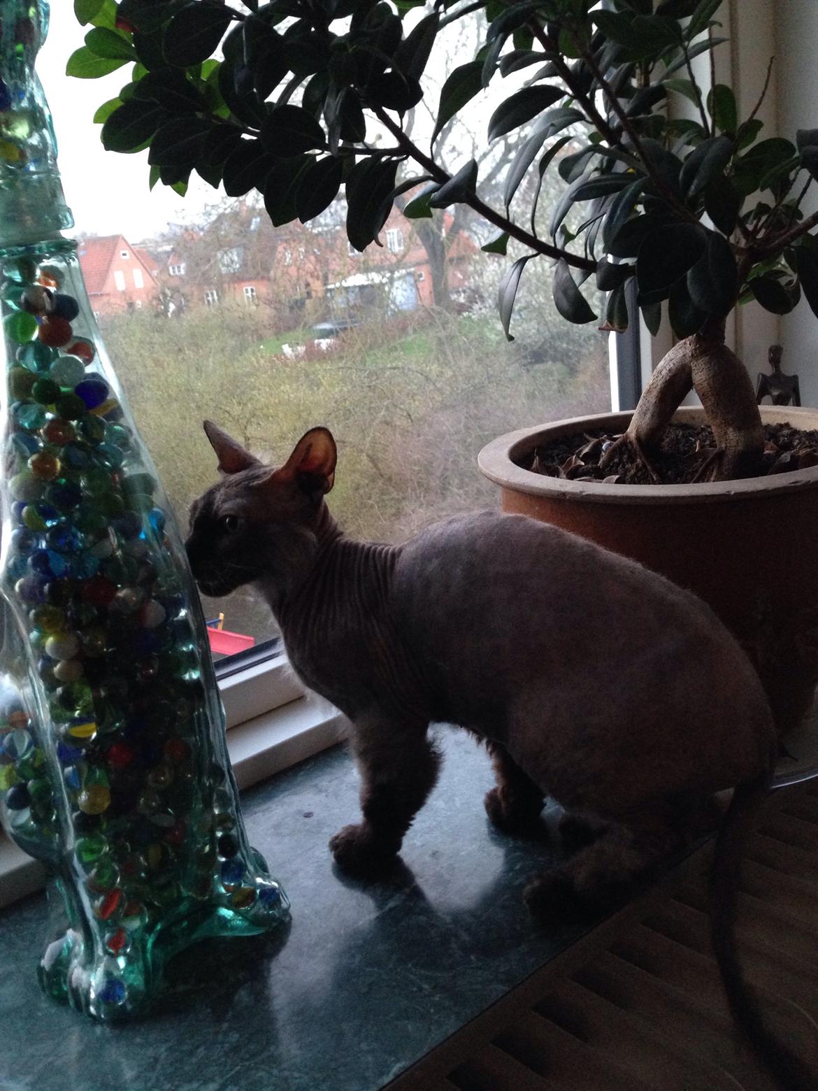 Blanding af racer Frk. Fryd billede 1