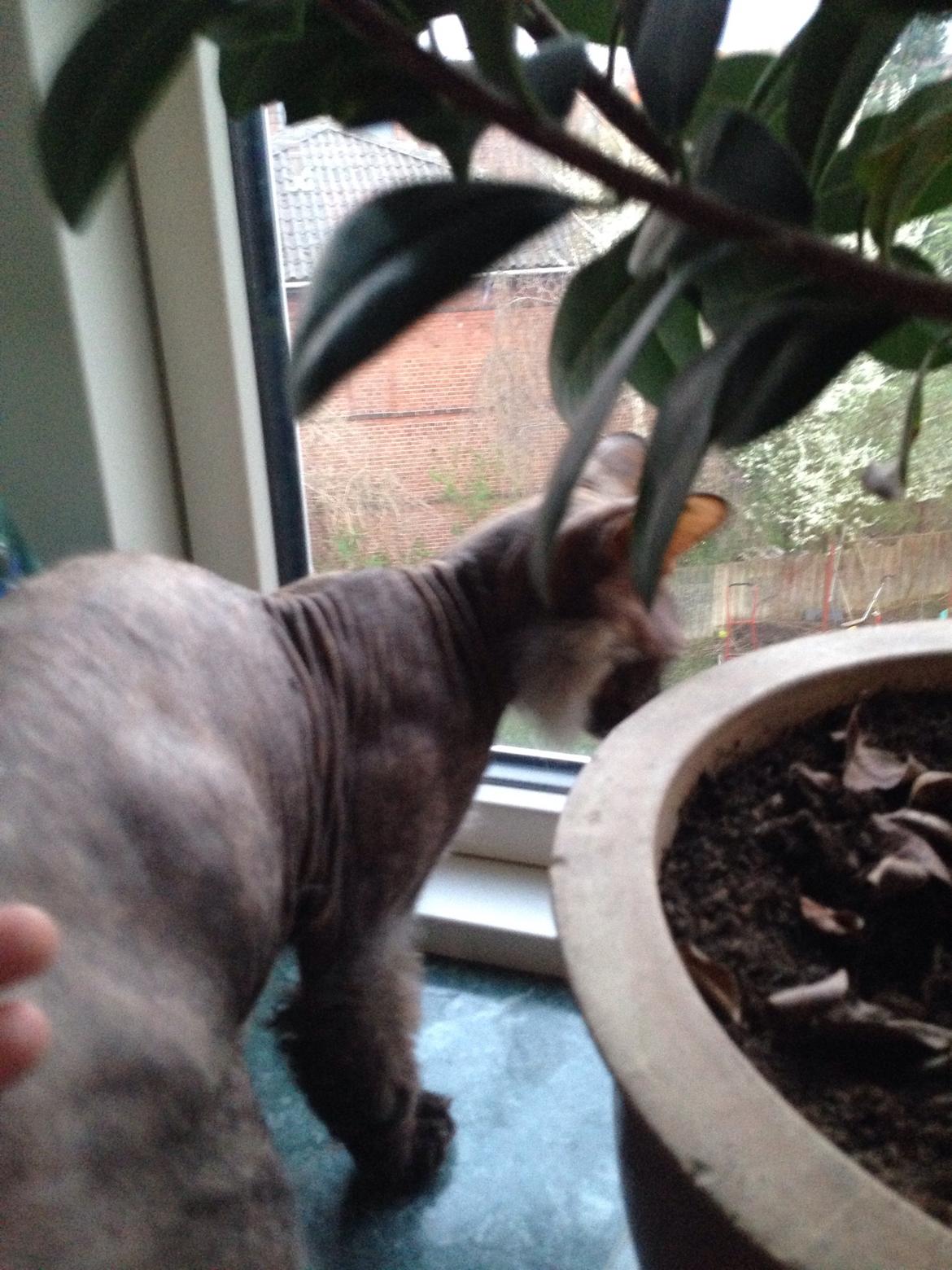 Blanding af racer Frk. Fryd billede 2