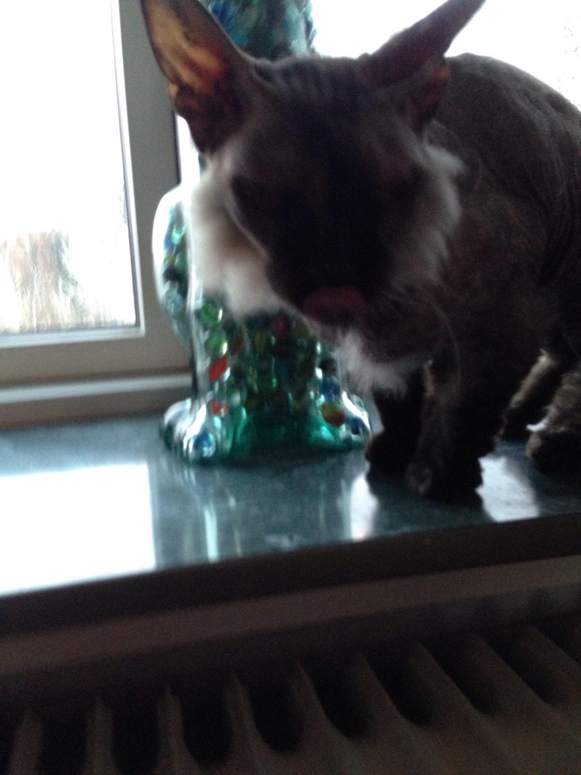 Blanding af racer Frk. Fryd billede 3