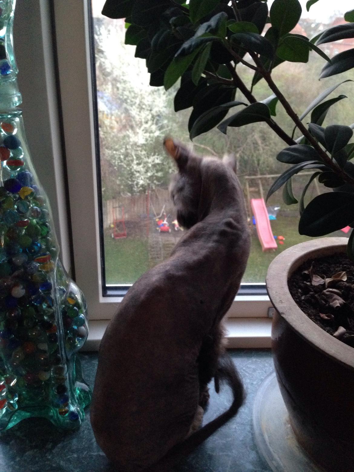 Blanding af racer Frk. Fryd billede 4