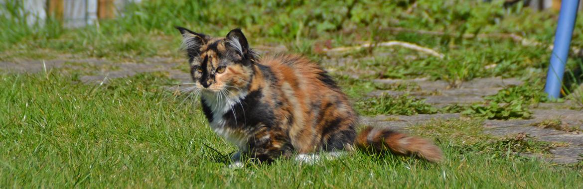 Maine Coon DK Nimrodel's Tauriel  billede 17