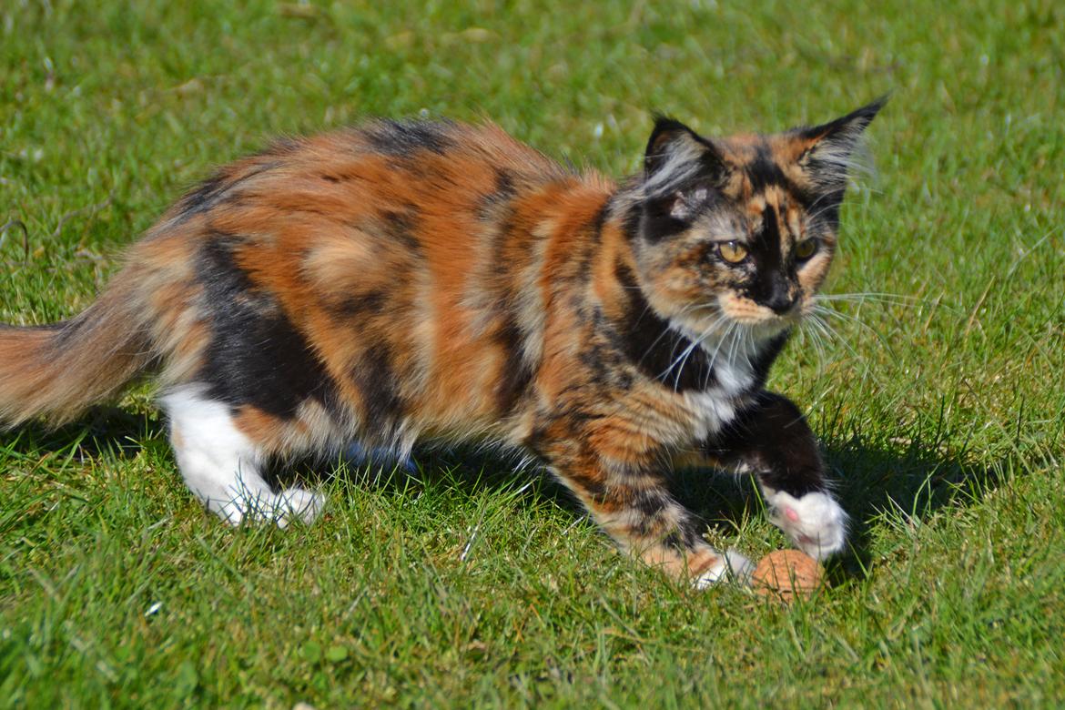 Maine Coon DK Nimrodel's Tauriel  billede 12