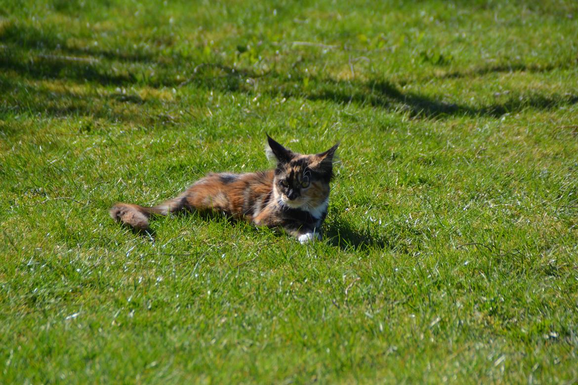 Maine Coon DK Nimrodel's Tauriel  billede 29