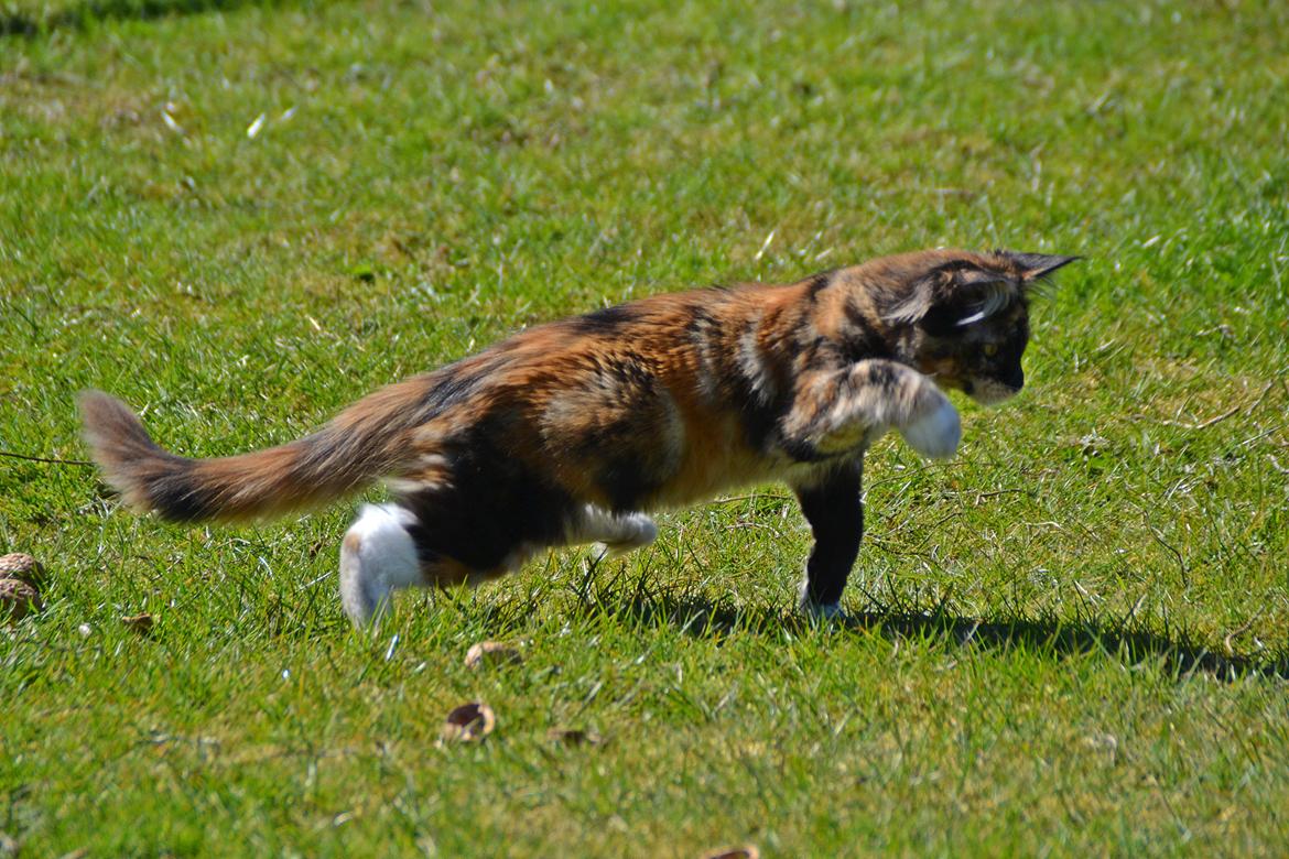 Maine Coon DK Nimrodel's Tauriel  billede 5