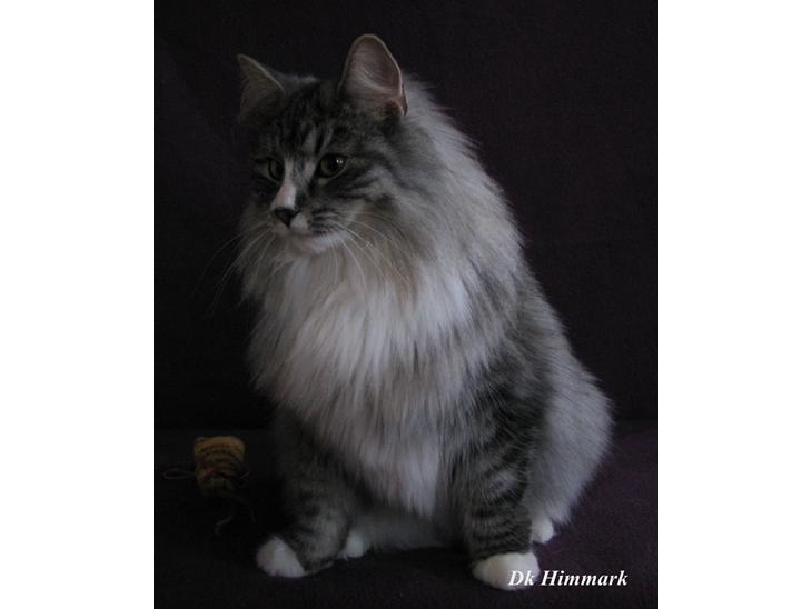 Norsk Skovkat Dk Himmark´s Honnie - Honnie Janura 2015 <3 billede 1