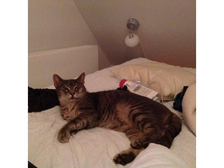Huskat Totti billede 1