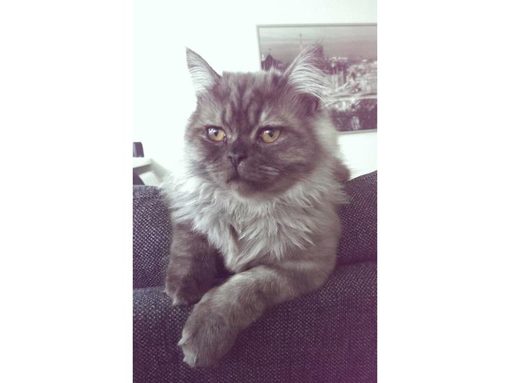 {{currentPhoto.altText}} billede {{currentPhoto.number}}