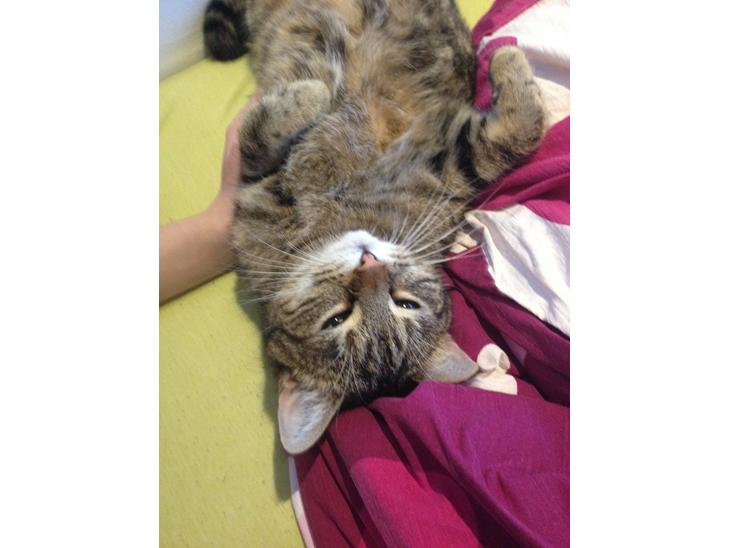 {{currentPhoto.altText}} billede {{currentPhoto.number}}