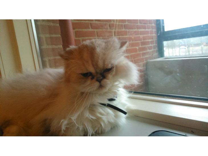 {{currentPhoto.altText}} billede {{currentPhoto.number}}