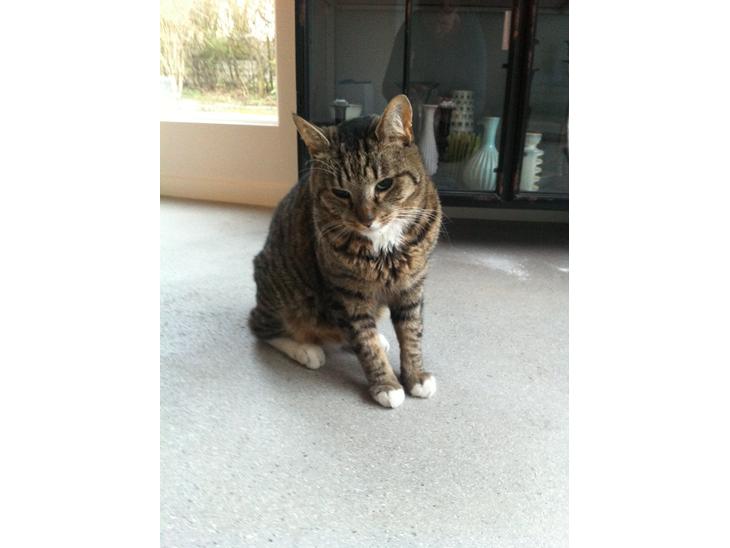 {{currentPhoto.altText}} billede {{currentPhoto.number}}