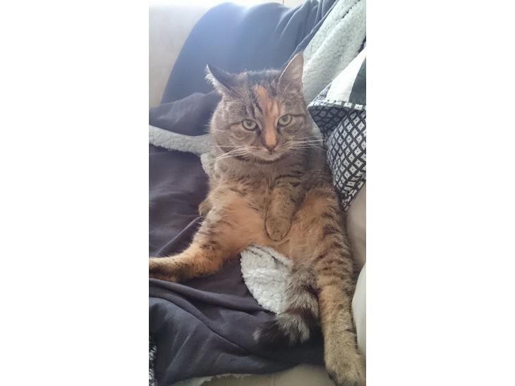 Blanding af racer Missy'munter (Himmel kat ) billede 0