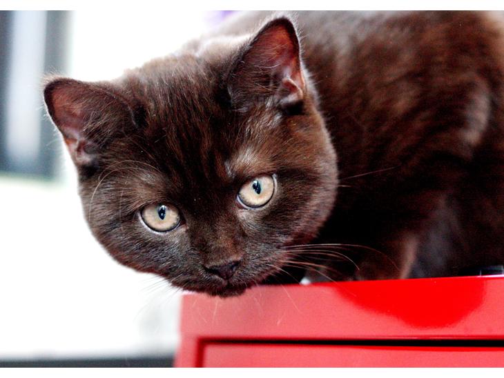 British Shorthair Kako billede 1