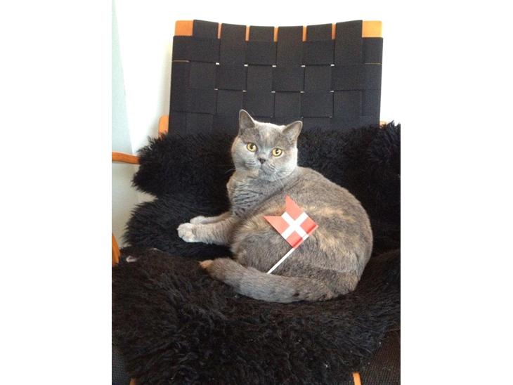 British Shorthair Peggy Zhou In Concert billede 1