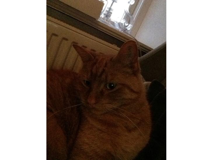 {{currentPhoto.altText}} billede {{currentPhoto.number}}