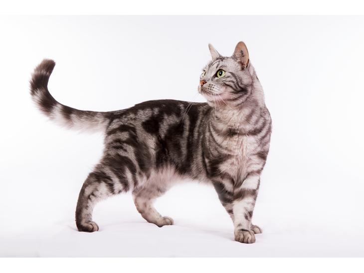 Europé Eife's Ebenezar McCoy - McCoy, 3½ år i marts 2015 billede 1