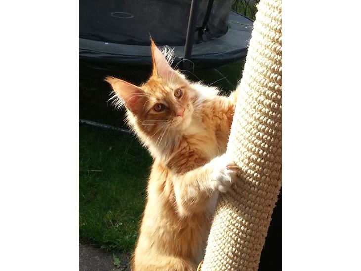 Maine Coon Obi wan kenobi billede 1