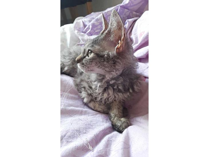 Munchkin Lille Kat billede 1