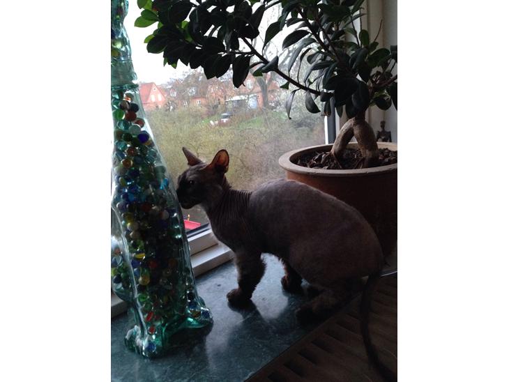 {{currentPhoto.altText}} billede {{currentPhoto.number}}