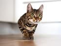 Bengal Kungsgarden Vladimir