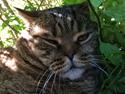 British Shorthair Magnus