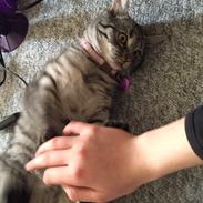 Huskat Kitty