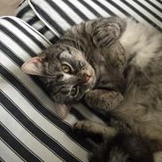 Huskat Kitty