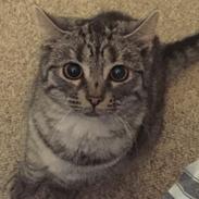 Huskat Kitty