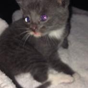 Blanding af racer Basse