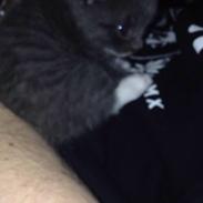 Blanding af racer Basse