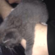 Blanding af racer Basse