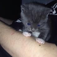 Blanding af racer Basse