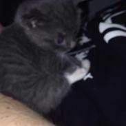 Blanding af racer Basse