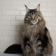 Maine Coon Baby (poly)