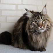 Maine Coon Baby (poly)