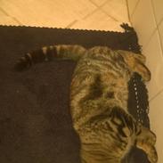 Blanding af racer Fluffy (MusMus)