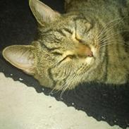 Blanding af racer Fluffy (MusMus)