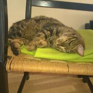 Blanding af racer Fluffy (MusMus)