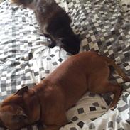 Maine Coon DK Abby Coon's Wild Tango